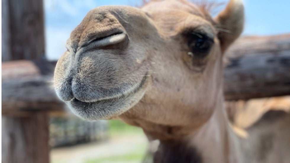 Detail A Picture Of A Camel Nomer 35
