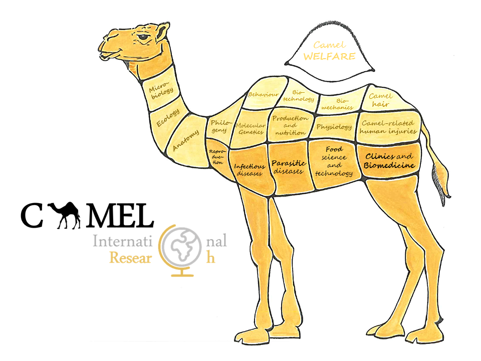 Detail A Picture Of A Camel Nomer 40