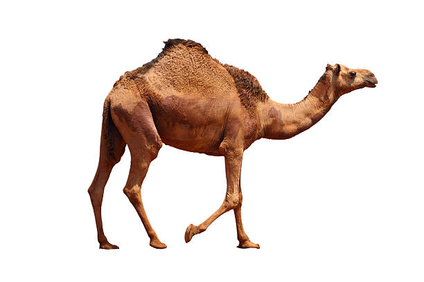 Detail A Picture Of A Camel Nomer 5