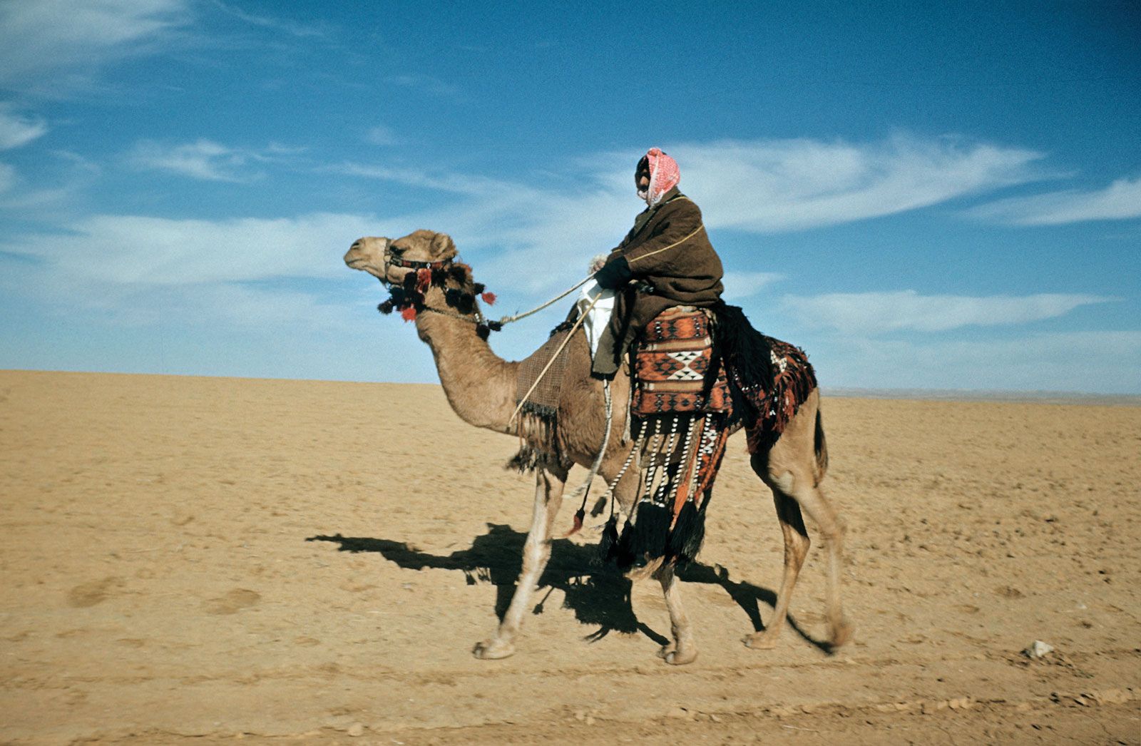 Detail A Picture Of A Camel Nomer 41