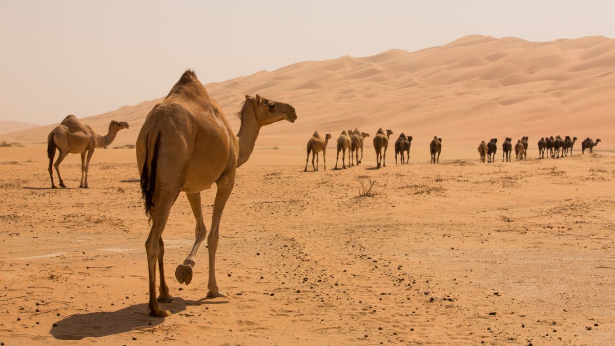 Detail A Picture Of A Camel Nomer 43