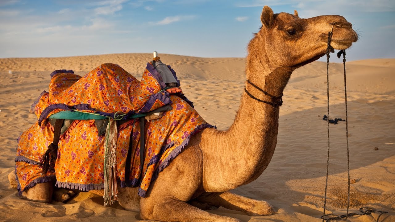 Detail A Picture Of A Camel Nomer 46
