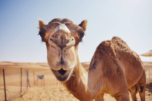 Detail A Picture Of A Camel Nomer 48