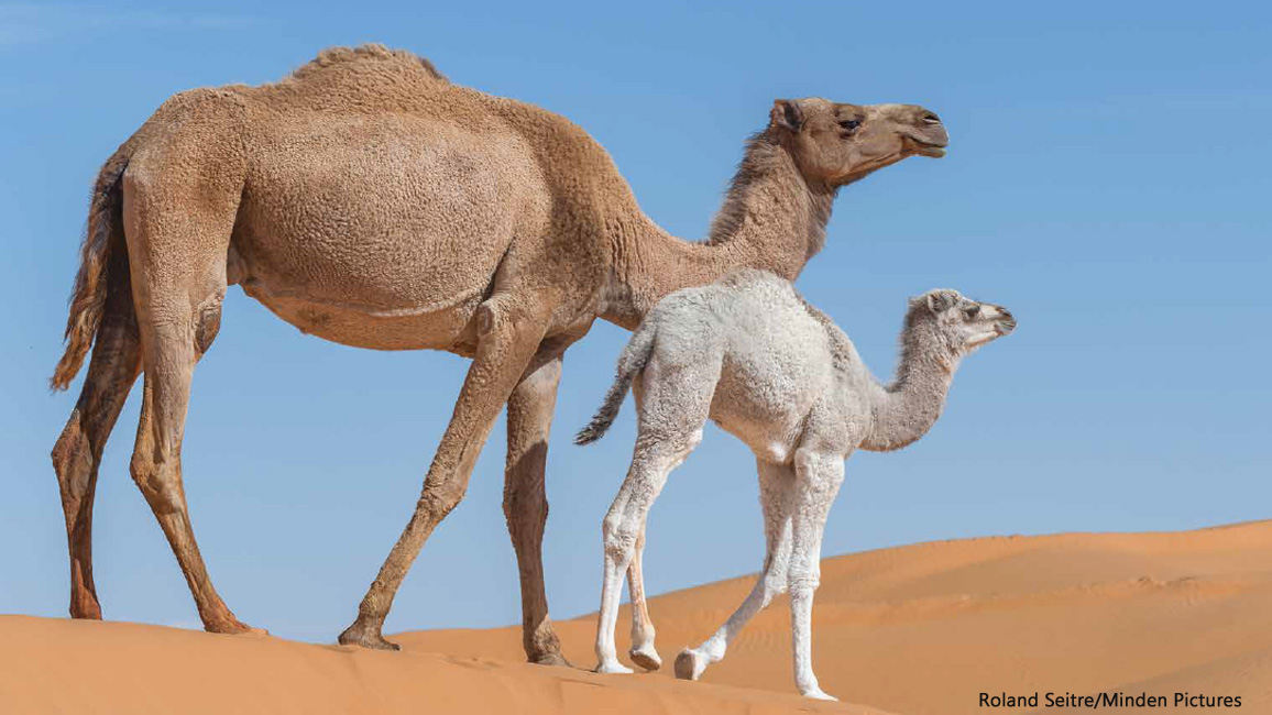 Detail A Picture Of A Camel Nomer 49