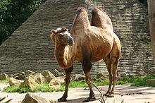 Detail A Picture Of A Camel Nomer 51