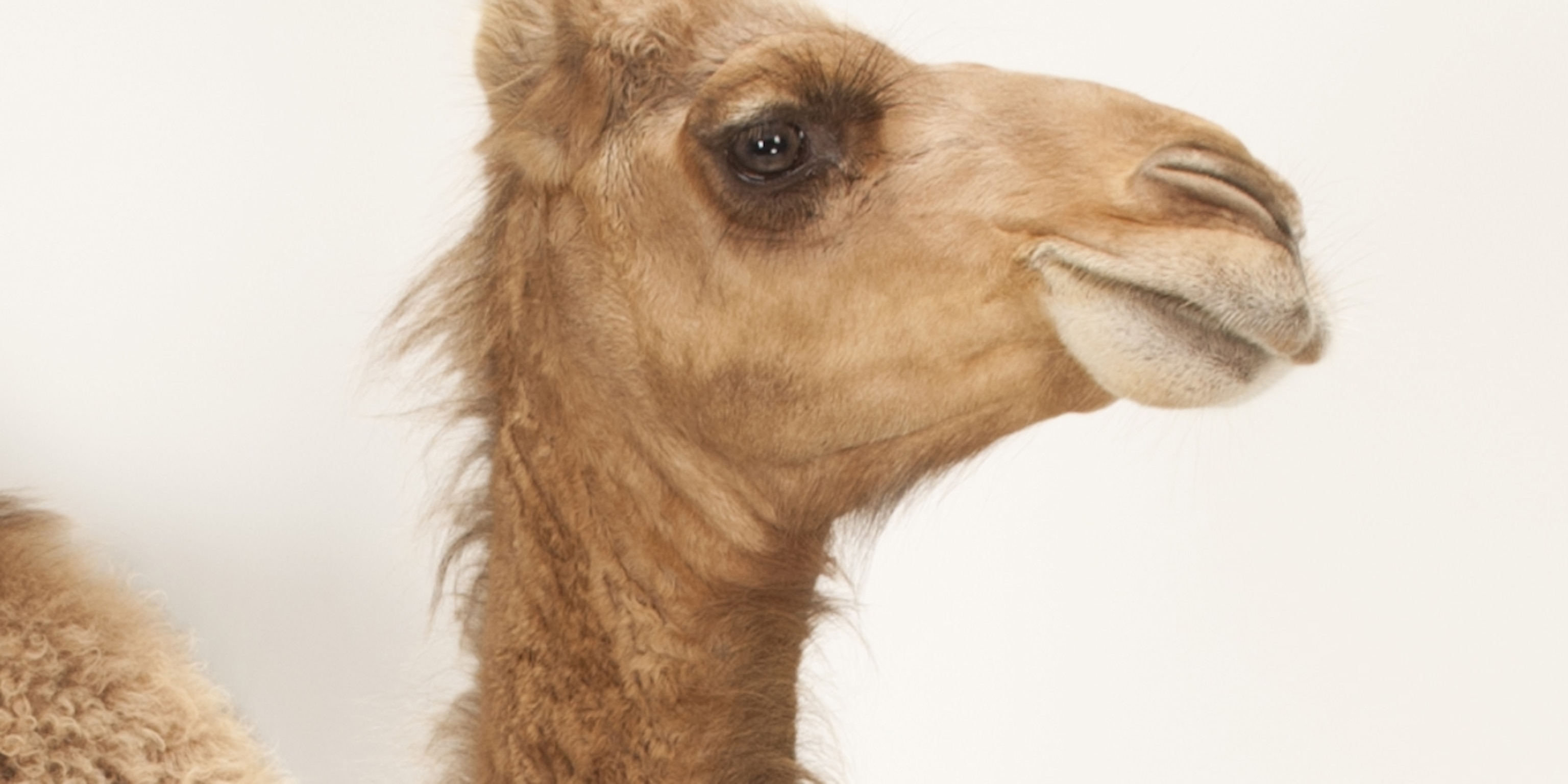 Detail A Picture Of A Camel Nomer 57