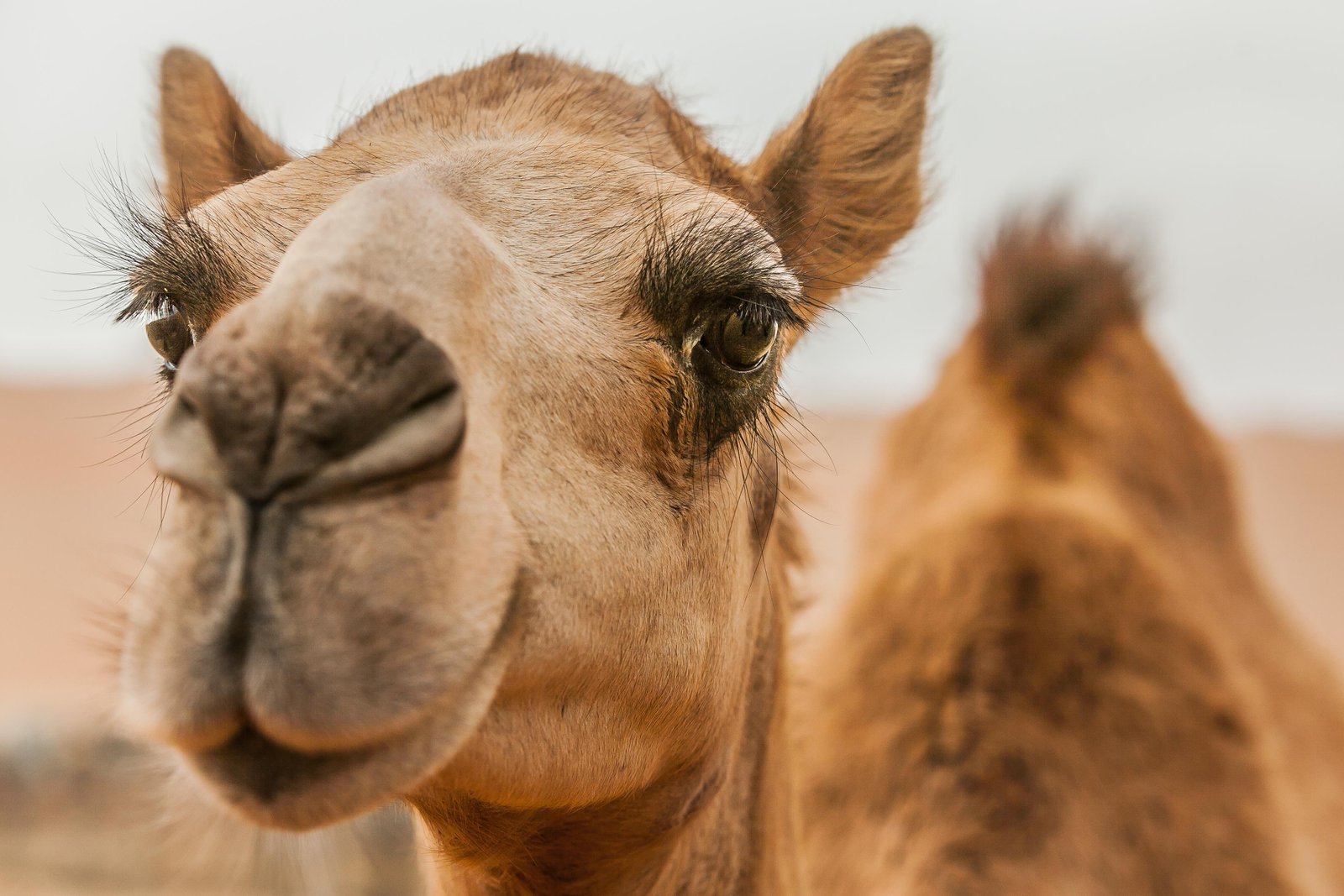 Detail A Picture Of A Camel Nomer 7