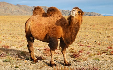 Detail A Picture Of A Camel Nomer 8