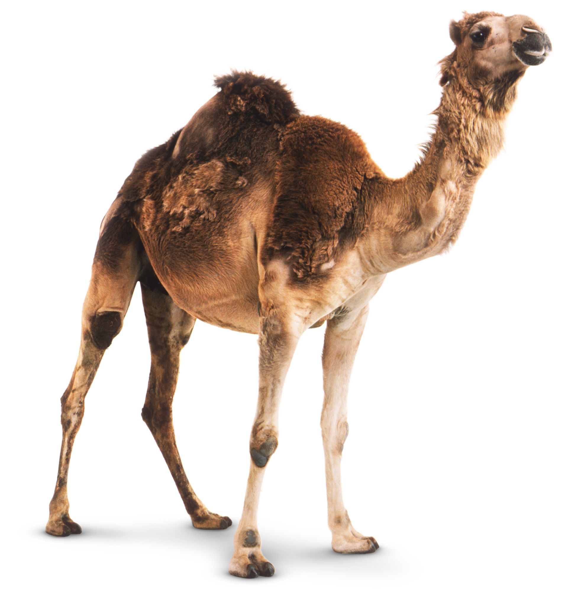 Detail A Picture Of A Camel Nomer 10