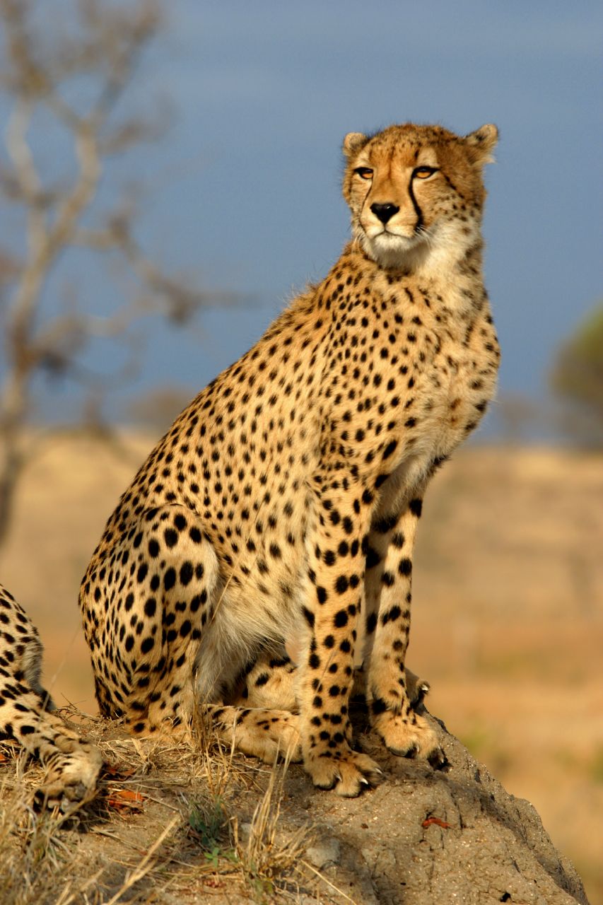 A Picture Of A Cheetah - KibrisPDR