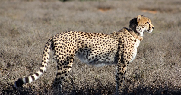 Detail A Picture Of A Cheetah Nomer 16