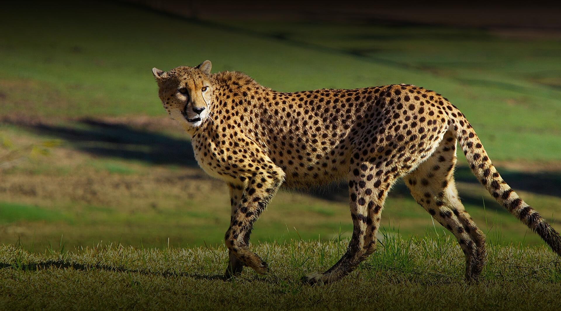 Detail A Picture Of A Cheetah Nomer 18