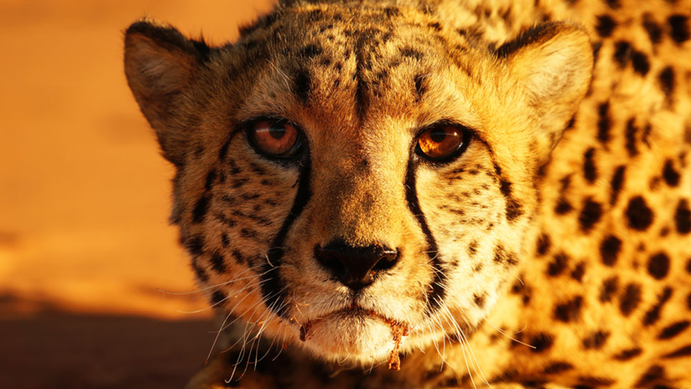 Detail A Picture Of A Cheetah Nomer 19