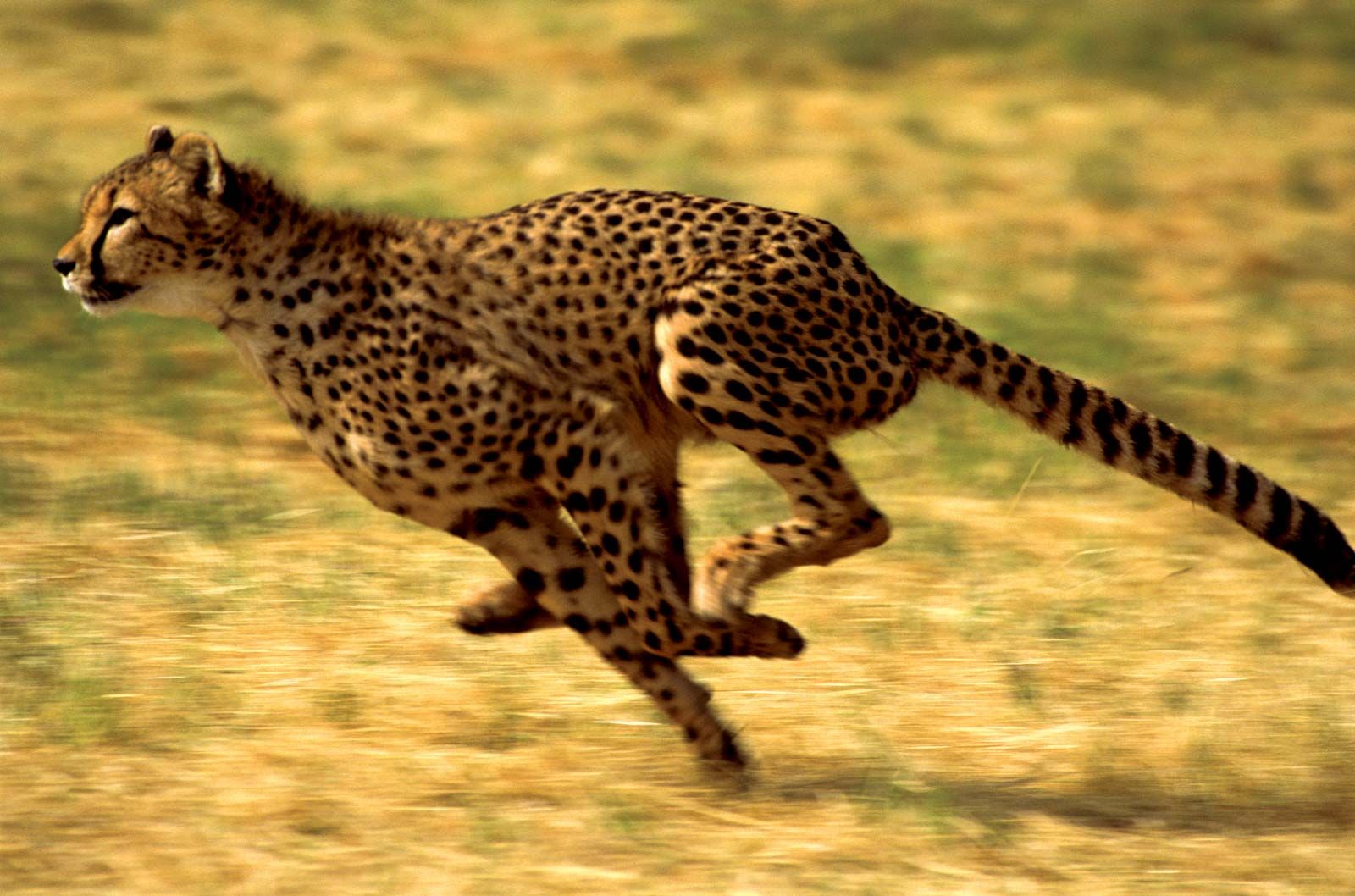 Detail A Picture Of A Cheetah Nomer 20