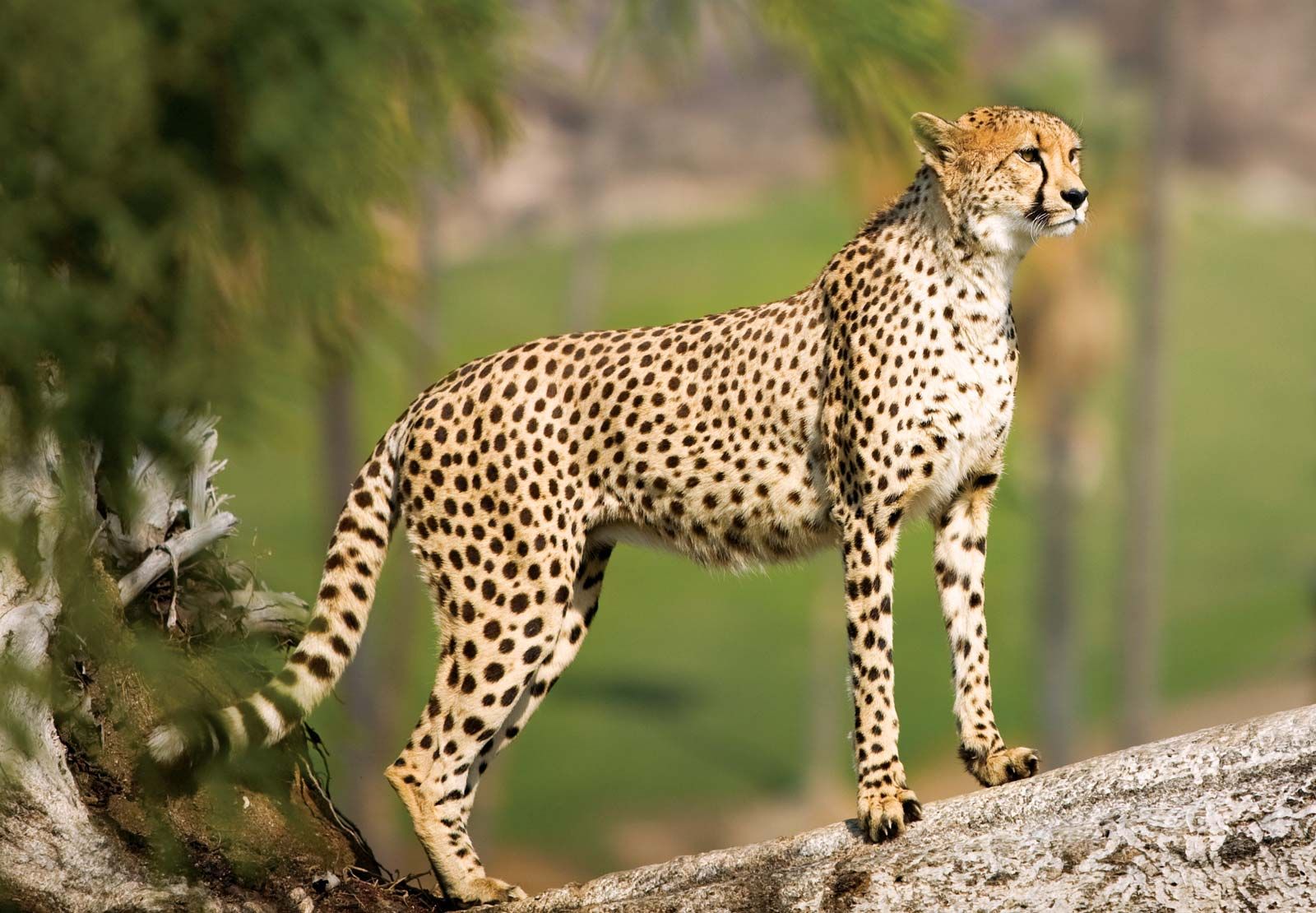 Detail A Picture Of A Cheetah Nomer 23