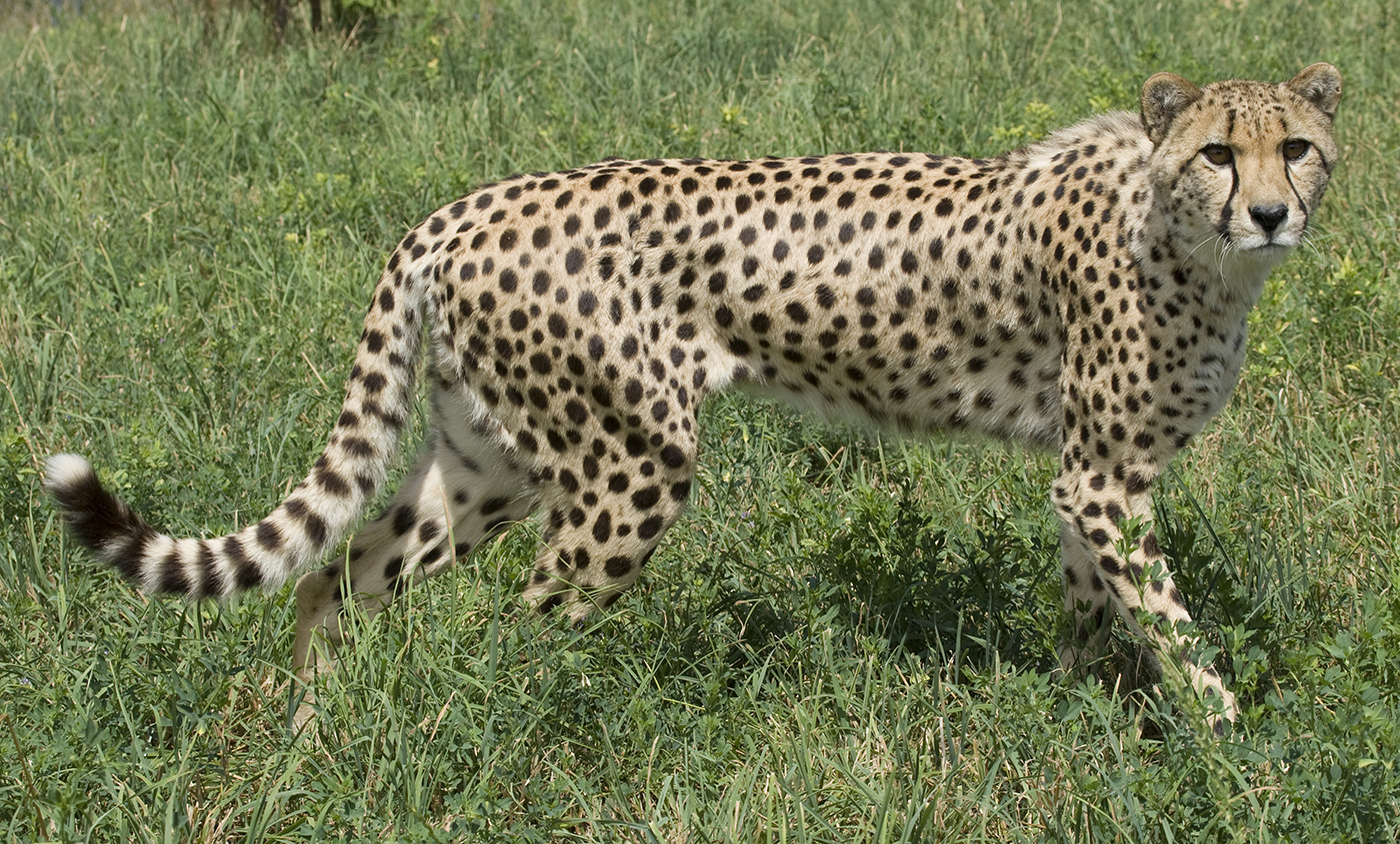 Detail A Picture Of A Cheetah Nomer 26