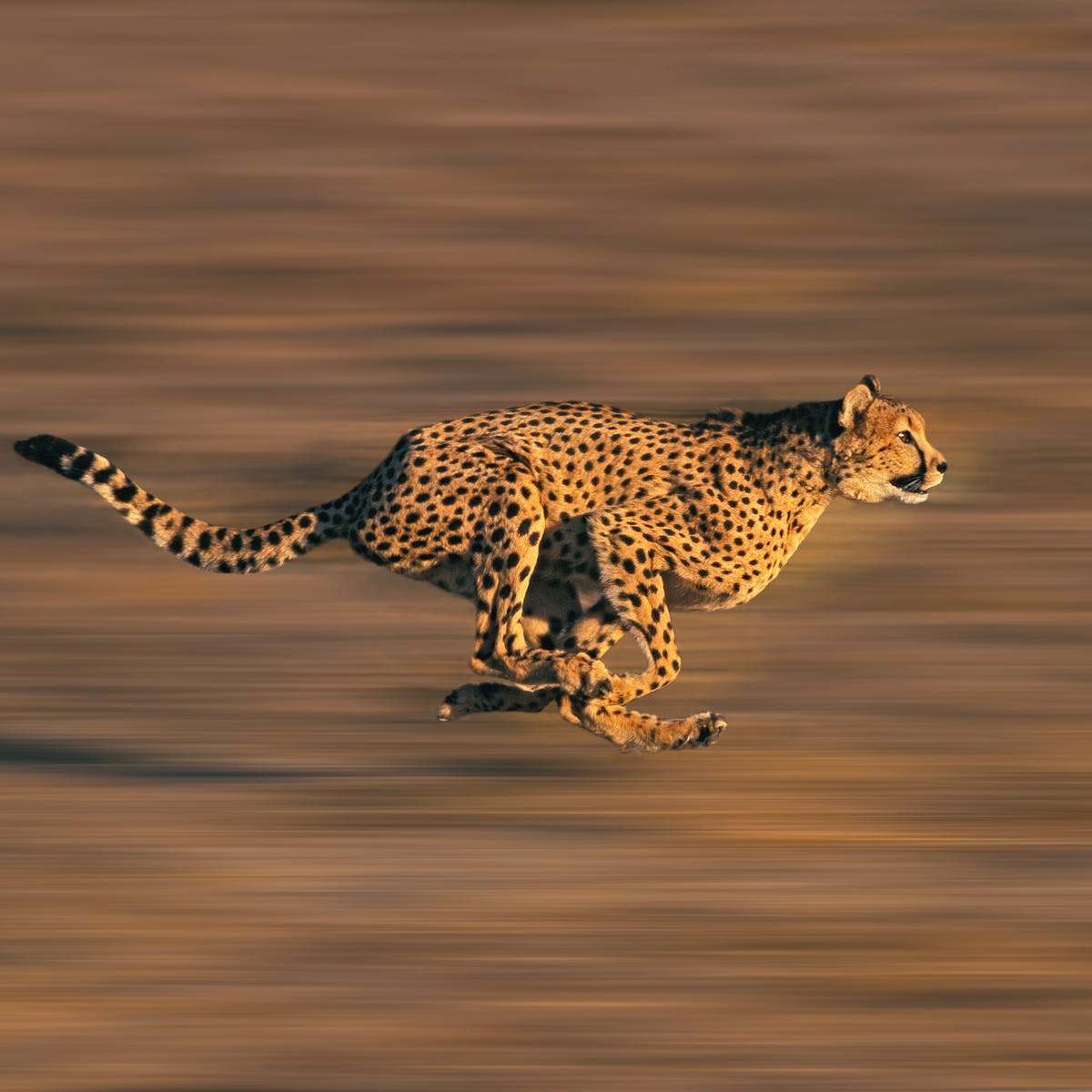 Detail A Picture Of A Cheetah Nomer 29