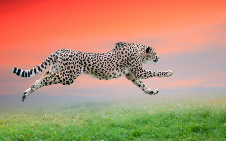 Detail A Picture Of A Cheetah Nomer 31