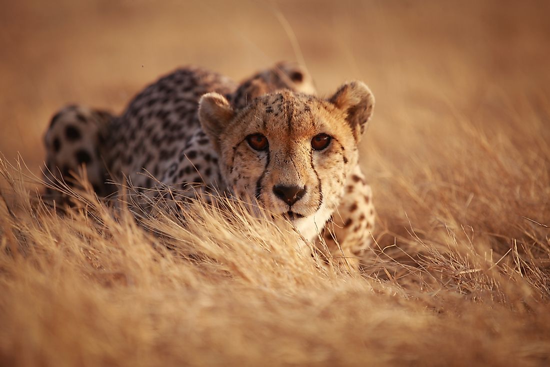 Detail A Picture Of A Cheetah Nomer 32