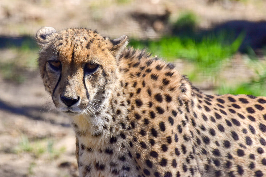 Detail A Picture Of A Cheetah Nomer 33