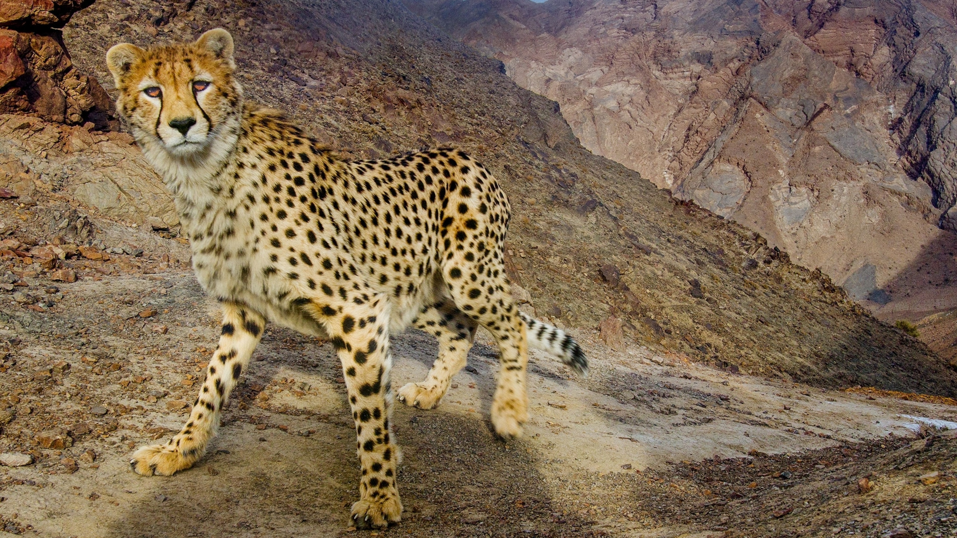 Detail A Picture Of A Cheetah Nomer 35