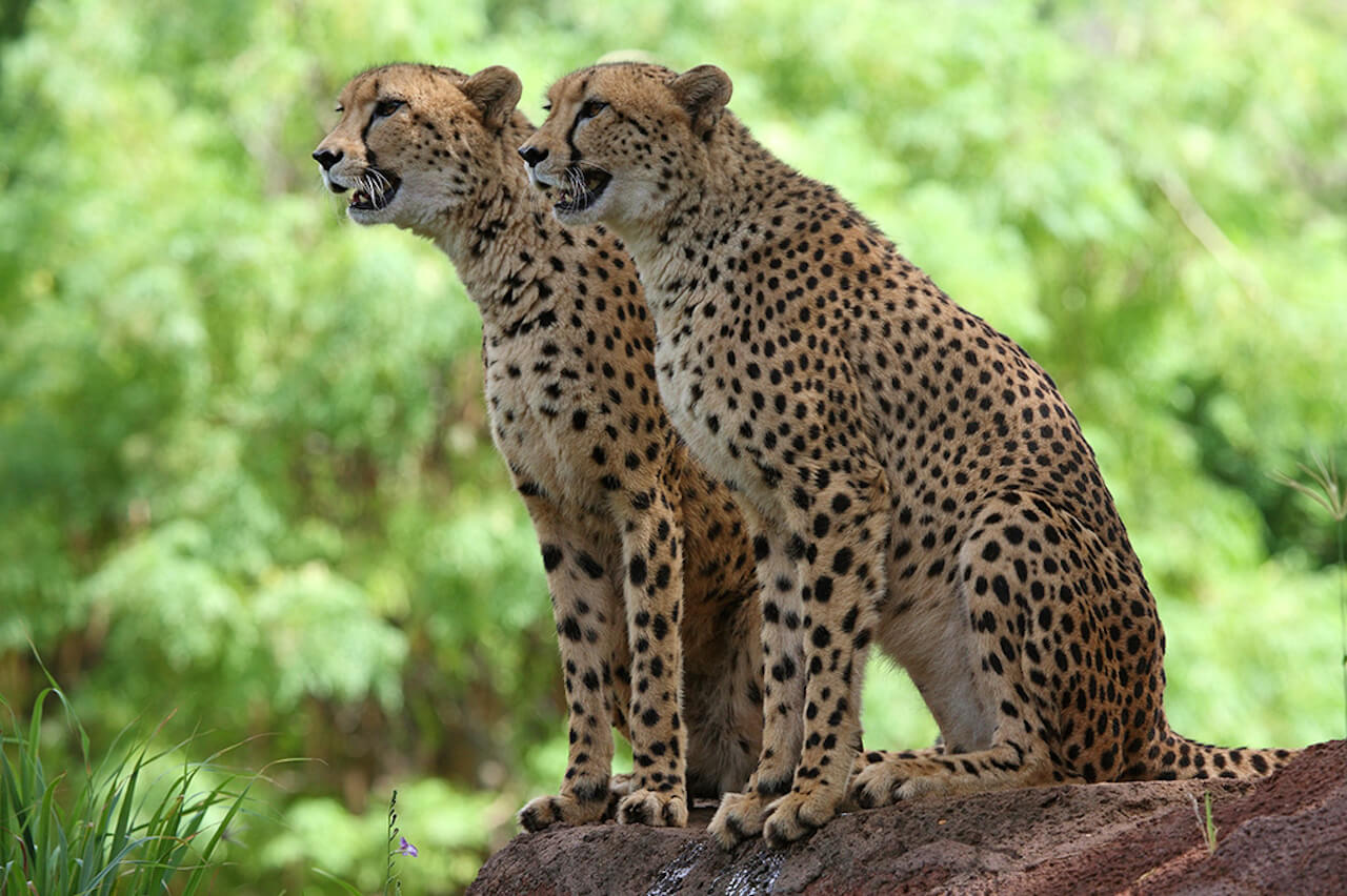 Detail A Picture Of A Cheetah Nomer 36