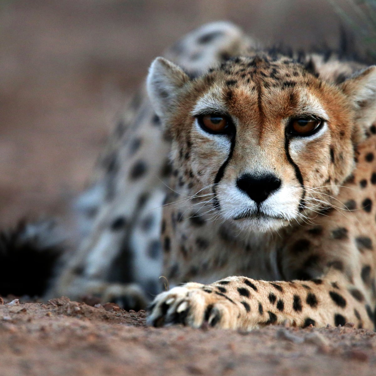 Detail A Picture Of A Cheetah Nomer 37