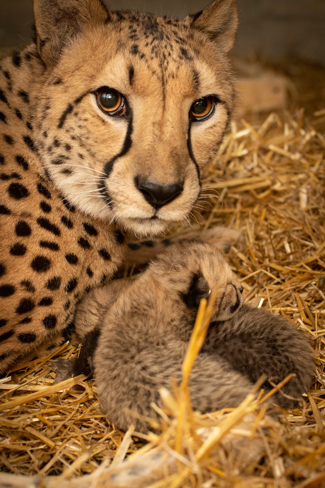 Detail A Picture Of A Cheetah Nomer 39