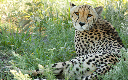 Detail A Picture Of A Cheetah Nomer 40