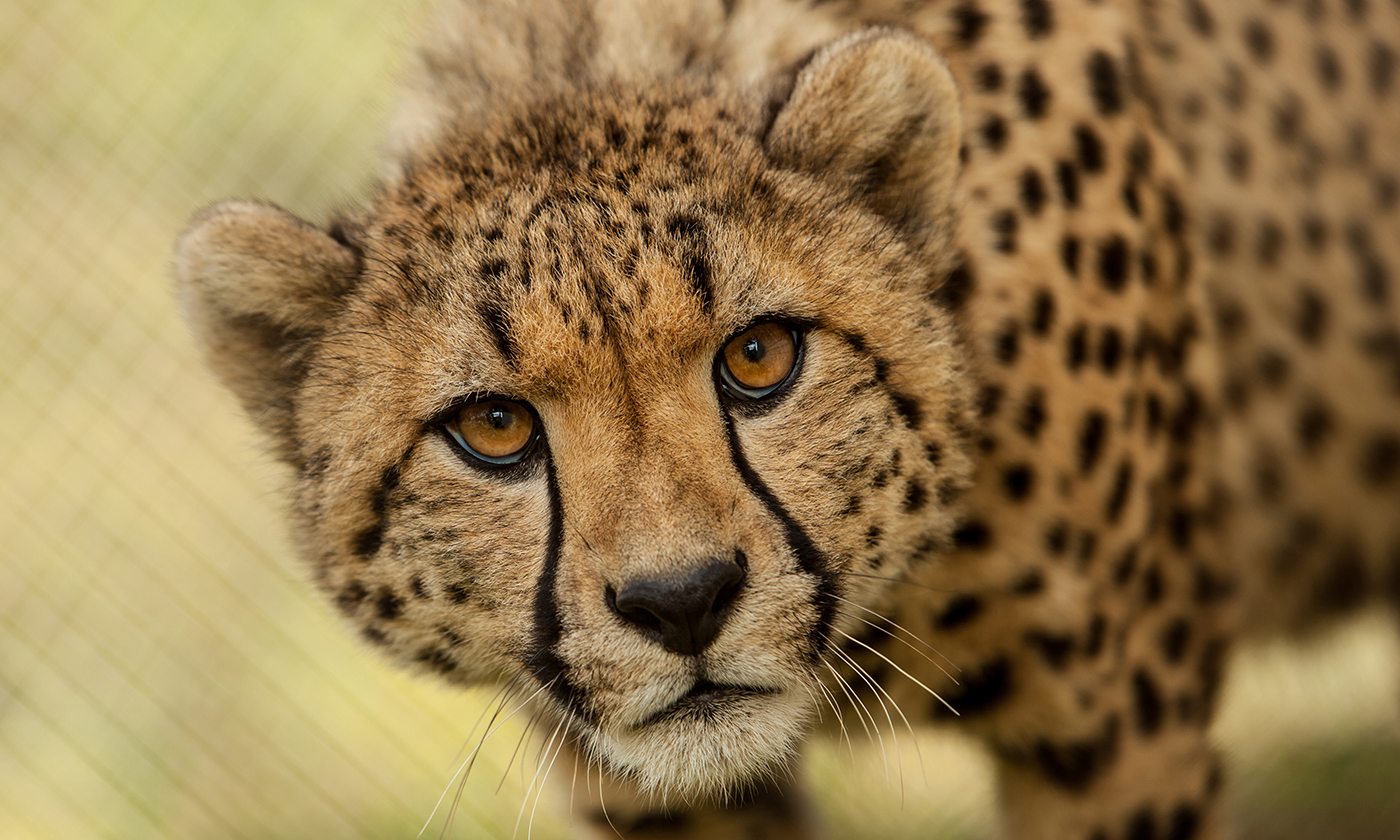 Detail A Picture Of A Cheetah Nomer 5