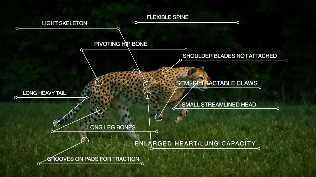 Detail A Picture Of A Cheetah Nomer 43