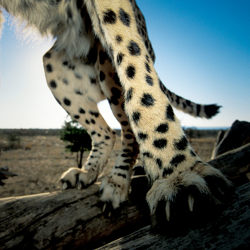 Detail A Picture Of A Cheetah Nomer 45