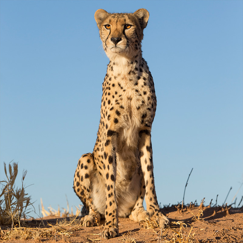Detail A Picture Of A Cheetah Nomer 46