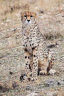Detail A Picture Of A Cheetah Nomer 47