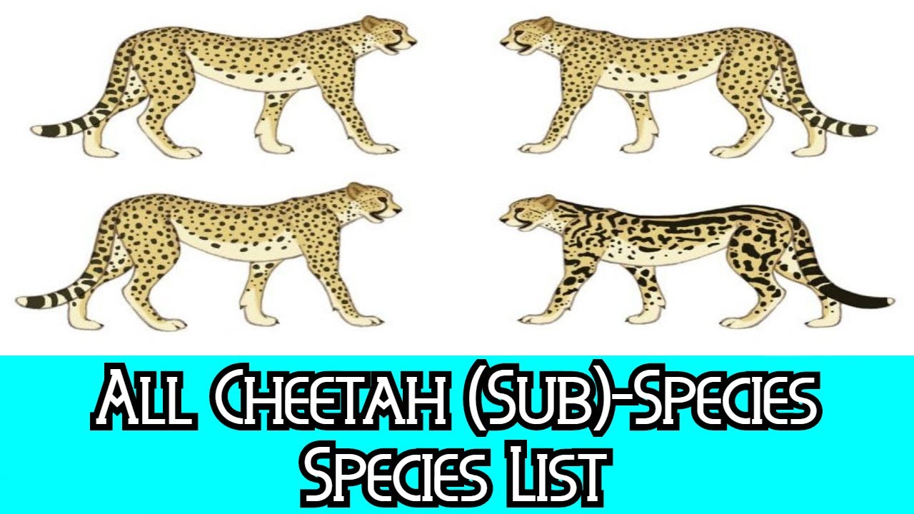 Detail A Picture Of A Cheetah Nomer 49