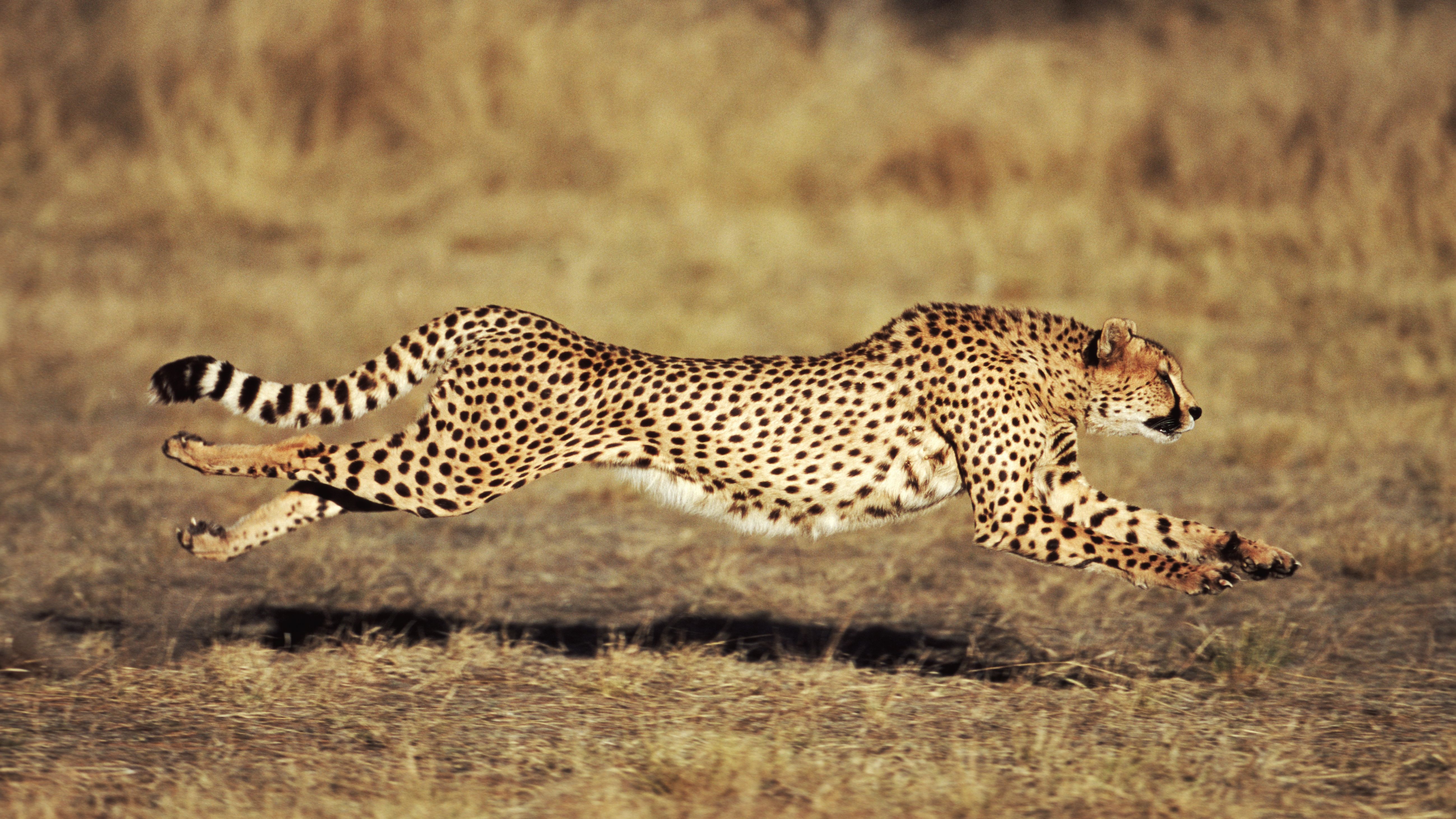 Detail A Picture Of A Cheetah Nomer 6