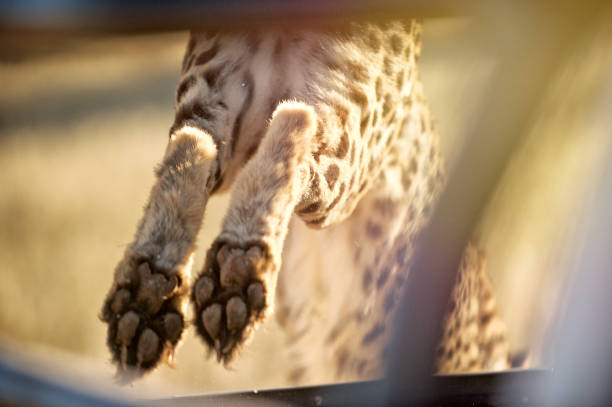 Detail A Picture Of A Cheetah Nomer 51