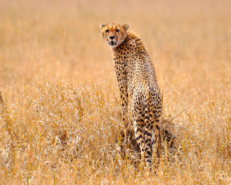 Detail A Picture Of A Cheetah Nomer 52