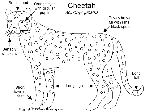 Detail A Picture Of A Cheetah Nomer 53