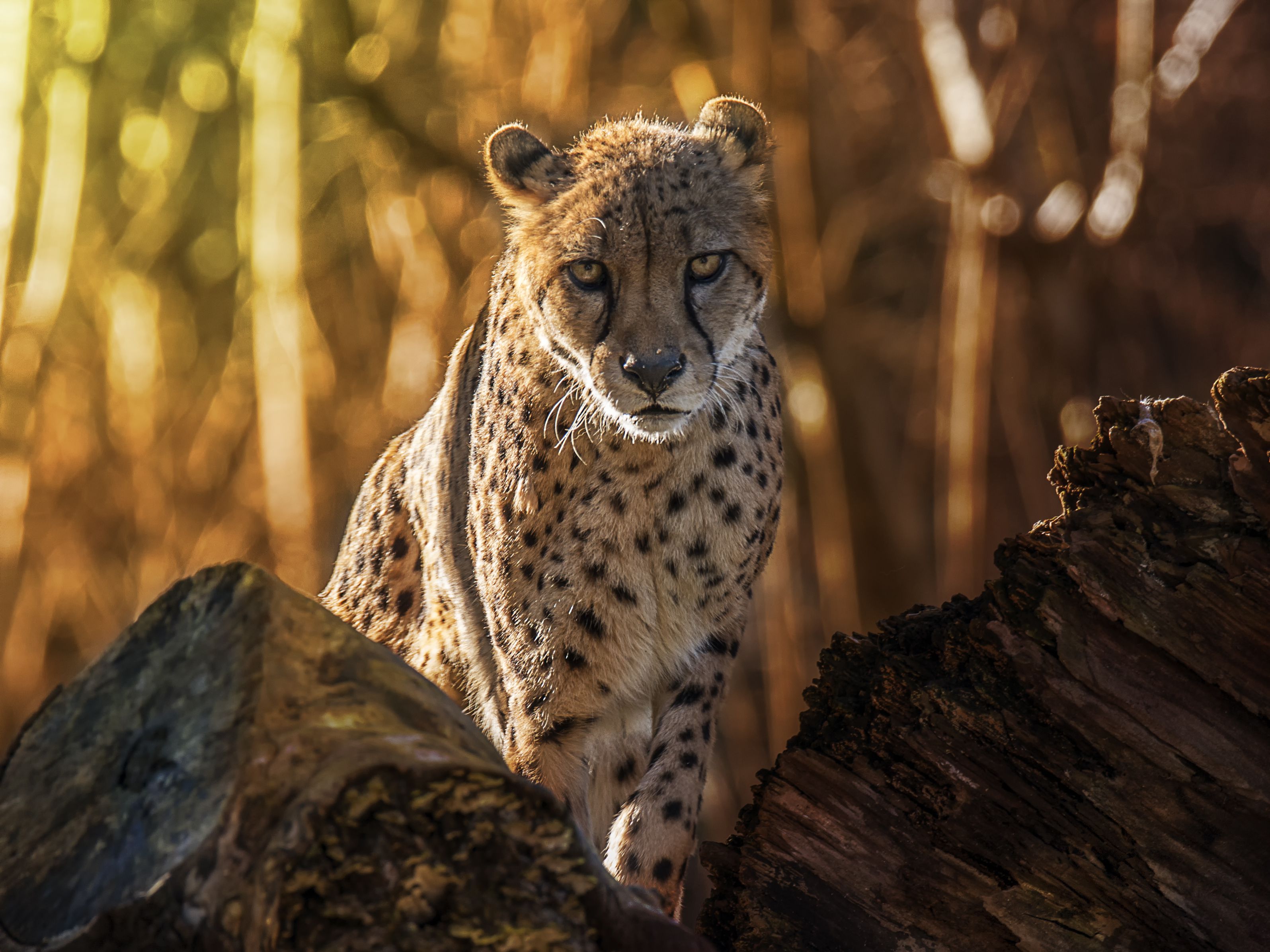 Detail A Picture Of A Cheetah Nomer 57