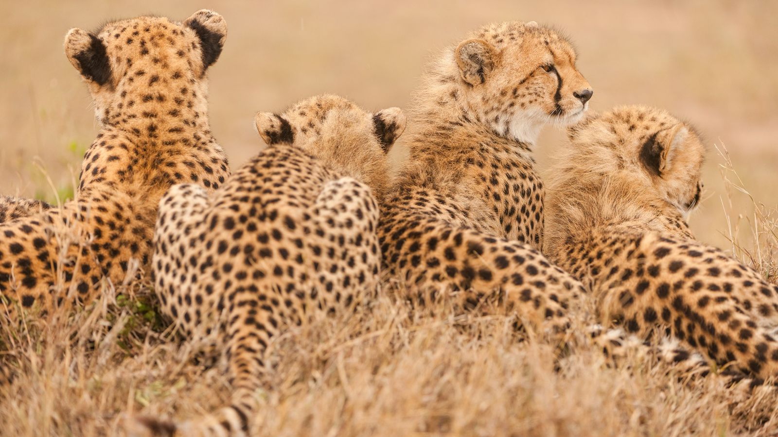 Detail A Picture Of A Cheetah Nomer 60