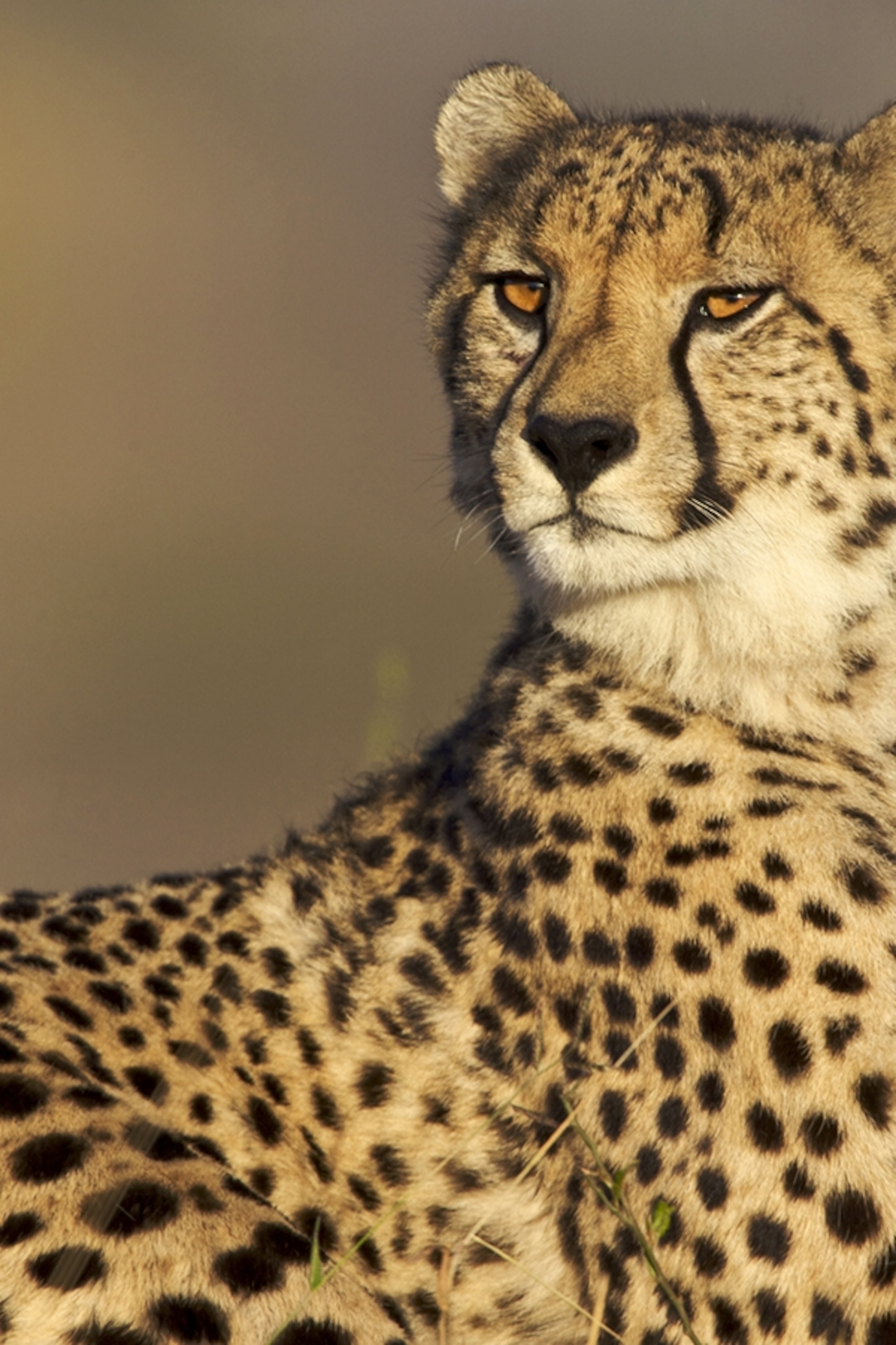 Detail A Picture Of A Cheetah Nomer 7