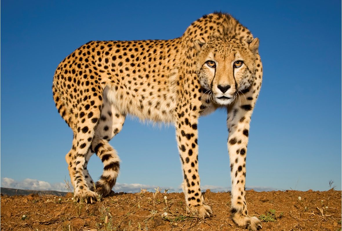 Detail A Picture Of A Cheetah Nomer 8