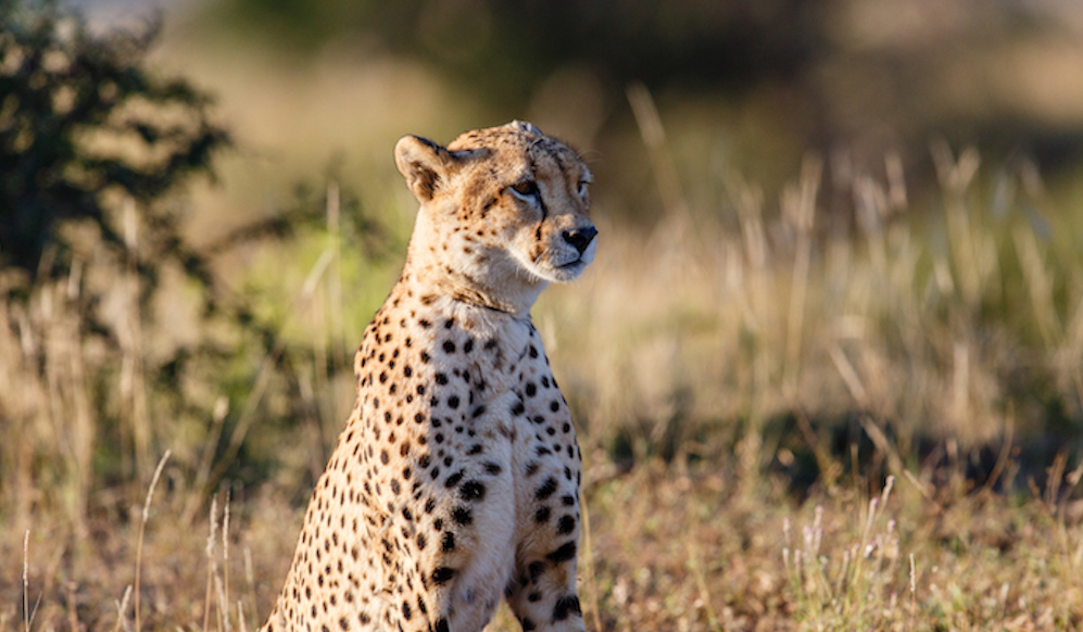 Detail A Picture Of A Cheetah Nomer 9