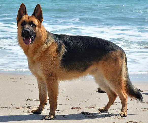 A Picture Of A German Shepherd - KibrisPDR