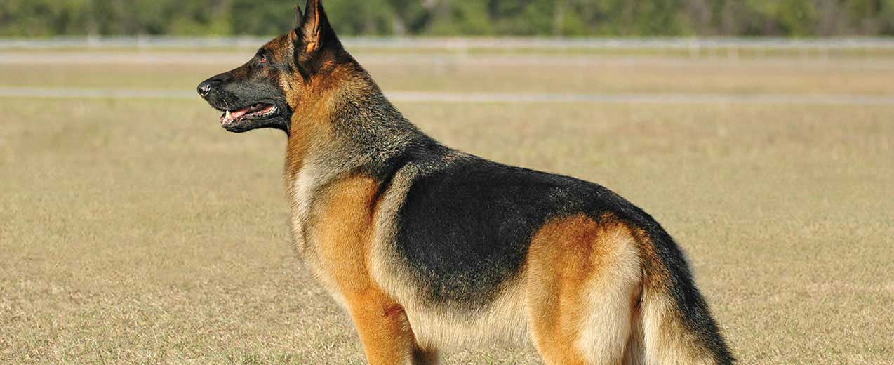 Detail A Picture Of A German Shepherd Nomer 41