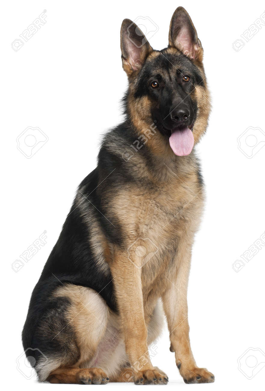 Detail A Picture Of A German Shepherd Nomer 47