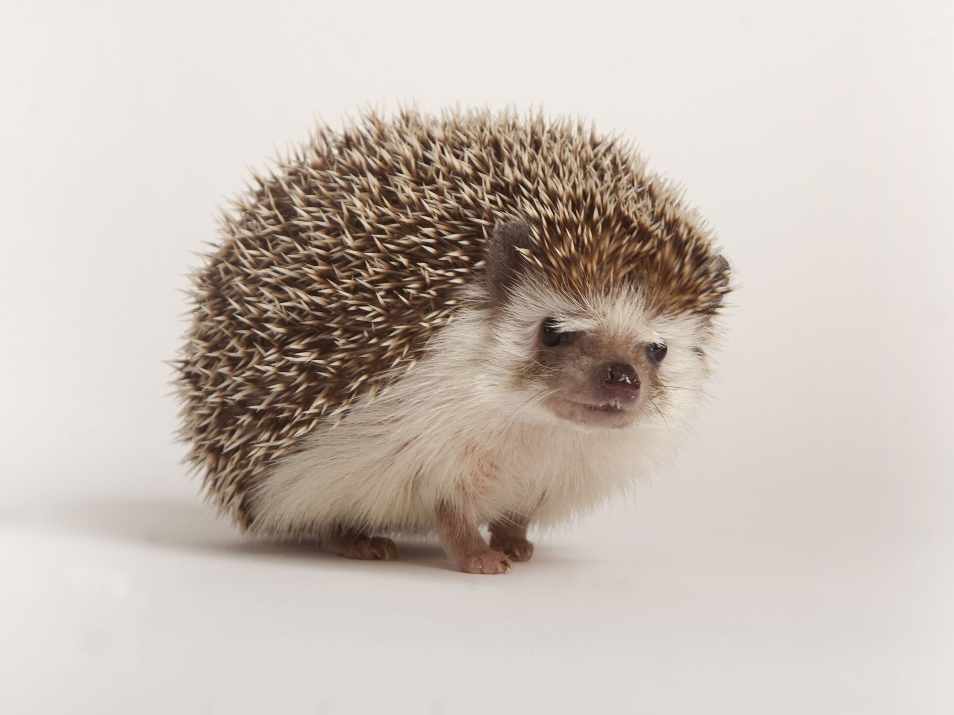 A Picture Of A Hedgehog - KibrisPDR