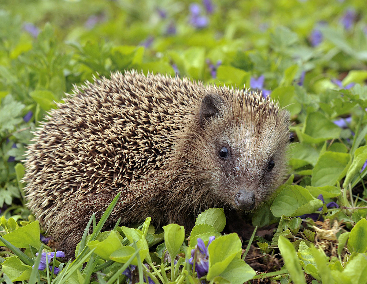 Detail A Picture Of A Hedgehog Nomer 43