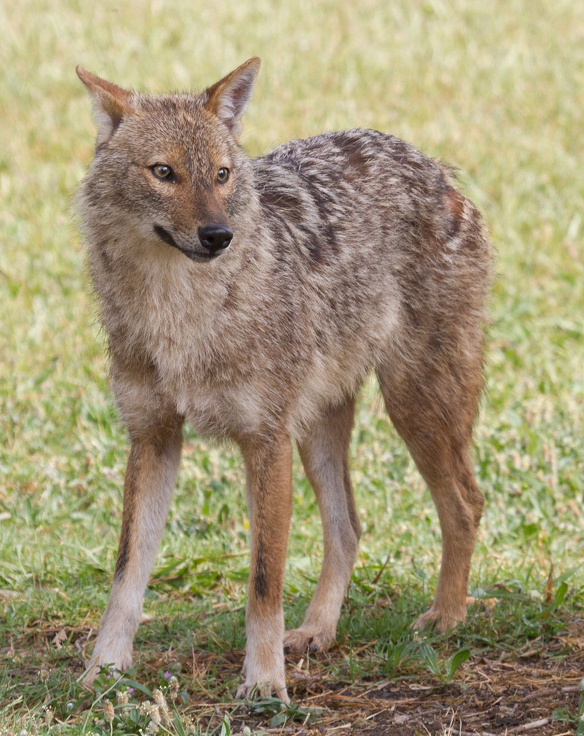 A Picture Of A Jackal - KibrisPDR